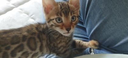 Bengalkitten zu verkaufen