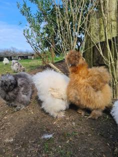 Bruteier von US Silkie Seidenhühnern 2, 50 Euro gestruppt