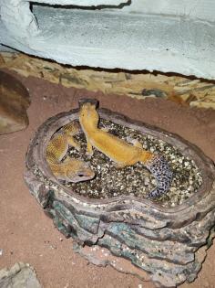 O. 2 Leopardgecko adult