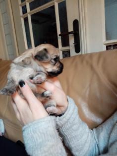 Havaneser Malteser Welpen