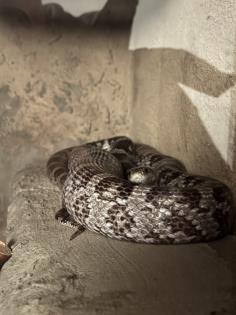 Verkaufe Kornnatter Terrarium falls benötigt