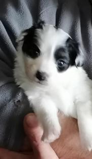 Papillon Pahlene Mix zum verlieben.
