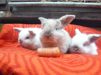 Zwergkaninchen ganzjährig abzugeben Widder, Teddys, Löwchen