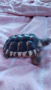 Breitbandschildkröte