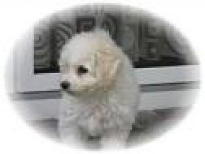 Bichon Welpen sofort zur Abgabe