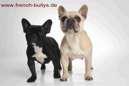 Französische Bulldogge, Wir erwarten im November 11 wieder Welpen
