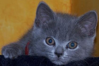 BKH blau, babys