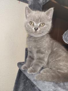 BKH KITTE Britisch Kurzhaar KATZENBABY