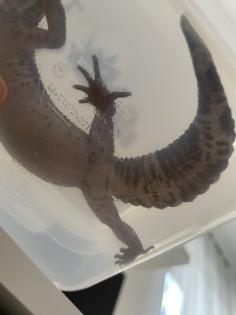 Leopardgecko Black Night, w 4. 5 Jahre
