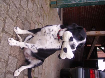 Sucht jemand einen liebevollen Hundesitter, der Hunde über alles liebt und viel