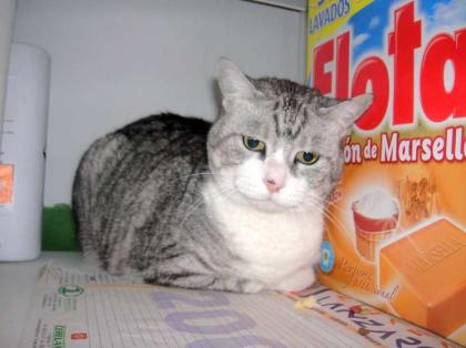 Liebe, ältere Katze Minnie-abgeschoben