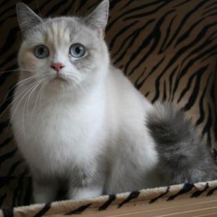 Super schmusige Britisch Kurzhaar Katze sucht neues zu Hause