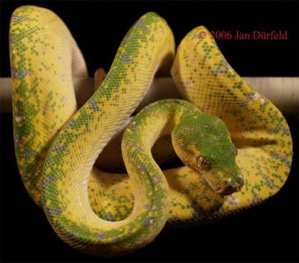 Biete Morelia viridis