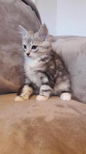 Sibirische Waldkatzenkitten
