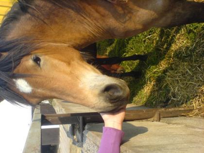 Haflinger- Reitpony Stute zu verkaufen