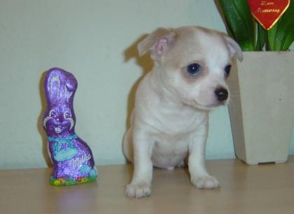 Chihuahua Welpe
