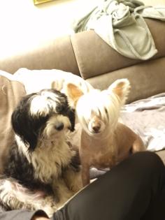 Verschmuster kleiner Chinese Crested Junge sucht umständehalber ein neues Plätzchen