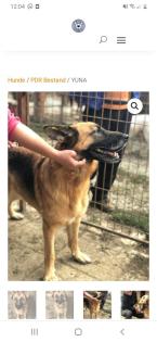 Tolle Welpen, Junghunde Hundesenioren