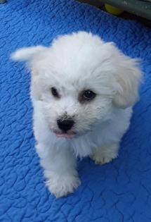 Bichon fris Welpen-aus VDH-Zucht suchen noch liebe Hundeeltern