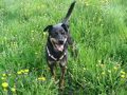 Sara sucht Hundeerfahrene ruhige Bezugsperson
