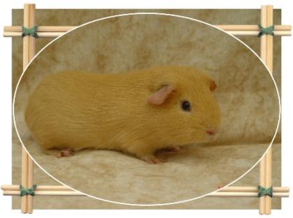 Glatt/Crested