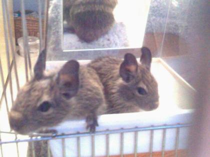 Suche Degumännchen ca. 2, 5 Jahre alt
