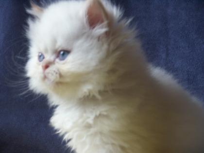 Colourpoint-Kitten