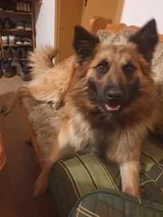 Welpen Bordercollie x Harzer Fuchs