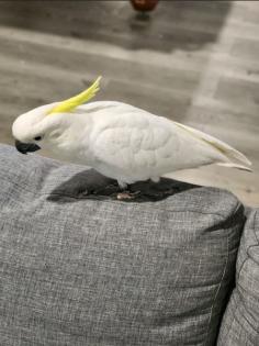 Gelbhaubenkakadu männlich