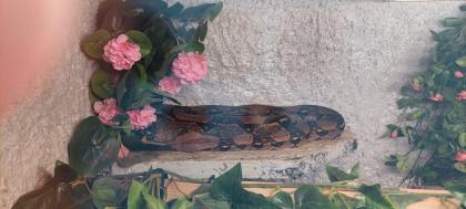 Boa zu verkaufen/ggf mit Terrarium