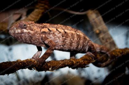Pantherchamäleon Furcifer Pardalis Ambilobe DNZ Weibchen Pantherchameleon