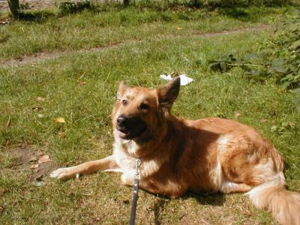 Wurfankündigung, Golden Retriever - Weisser Schäferhund Langstock-Welpen