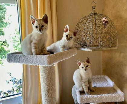 Snow Bengal Siam Kitten