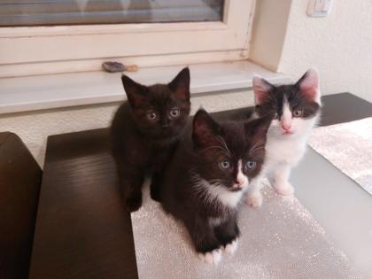 Süße BKH Kitten fast abgabebereit