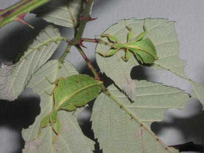 Wandelnde Blätter Phyllium philippinicum