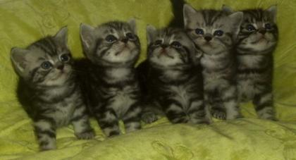 Süsse Whiskaskätzchen in black-silver-tabby-classic