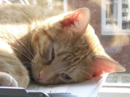 Süßer roter kater abzugeben