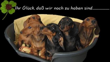 Verlieren Sie ihr Herz Wunderschöne Kurzdackelwelpen