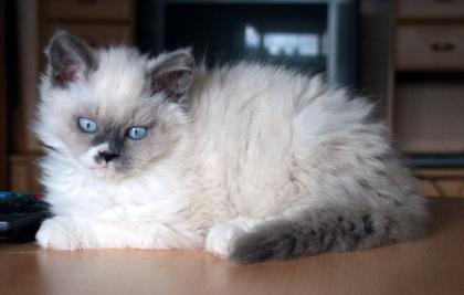 Selkirk Rex Langhaar Kitten in colourpoint so schmusig