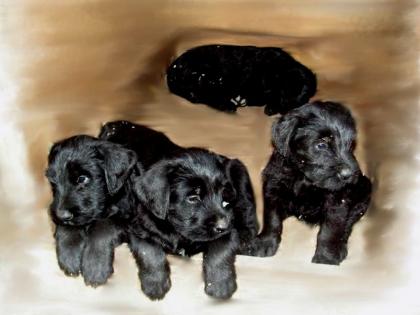Riesenschnauzer-Welpen-Rüden
