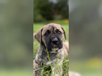 Amerikanische Bulldogge X Golden Retriever Mix welpen