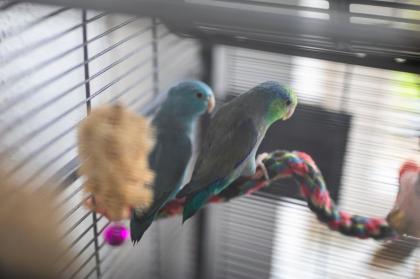 Blaugenicksperlingspapageien zu verkaufen