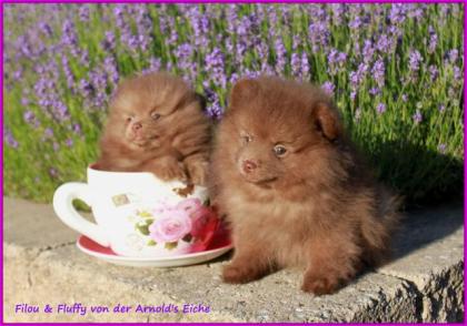 Mirco Teacup Pomeranianrüdenwelpe braun, 06331258619