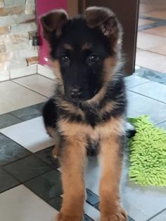 Sehr schöne schwarz-braune Schäferhundwelpen
