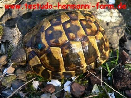 Italienische Landschildkröten Testudo hermanni hermanni Nachzucht 2021