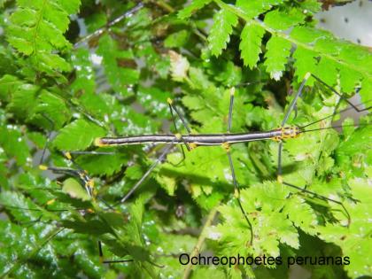 Ochreophoetes peruanas Farnschrecken abzugeben
