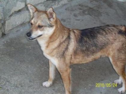 Rocco sucht endlich seine eigene Familie
