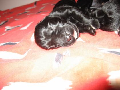 Wir haben Welpen Riesenschnauzer schwarz von Cartessa