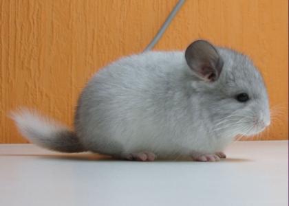 Süße Chinchillas abzugeben. Babys und Zuchttiere in vers. Farben