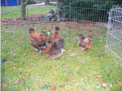 Zwergseidenhühner o. b. wildfarbig
